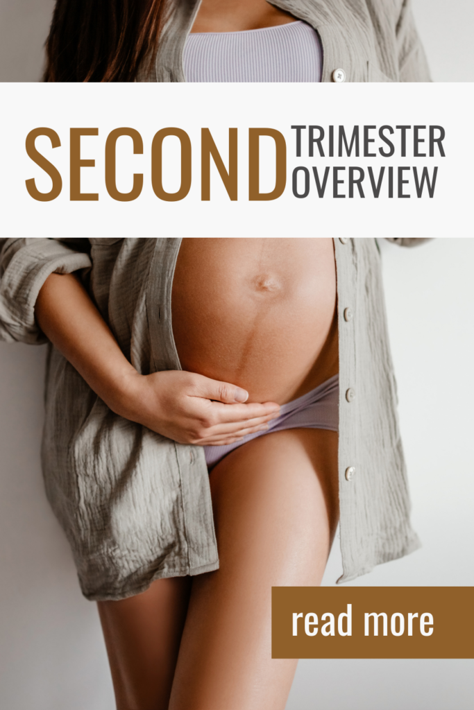 second trimester